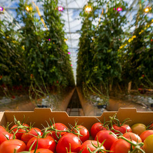 Invernadero Automatizado Europeo para Cultivo de Tomates Holandeses con Control Climático, Enrichamiento y Tecnología Hidropónica - Product Image 6