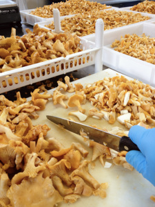 เห็ดชานเทอเรลในน้ำมันมะกอก270กรัมโถเมสันพร้อมรับประทาน EU เห็ดน้ำส้มสายชูไวน์เกลือเหมาะสำหรับทานเล่น - Product Image 3