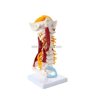 LHMTG02 1:1 تمثال هائل لعنق الفقرات الطبية البشري بجودة عالية مع نموذج للعضلات العصبية نموذج هيكل عظمي بشري نموذج لتعليم فقرات الفقرات الطبية - Product Image 3