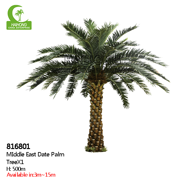 palmera de dátiles