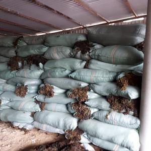 HOT HOT ! !! Algues Sargasses du Vietnam avec des normes d'exportation élevées et un prix compétitif en 2023 - Product Image 6