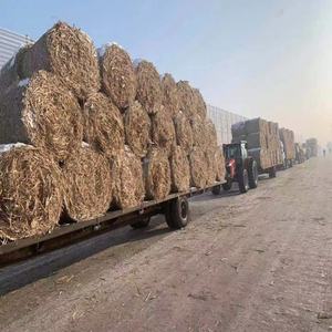 Trituradora de Biomasa, Trituradora de Pacas de Heno, Trituradora de Paja y Hierba - Product Image 6