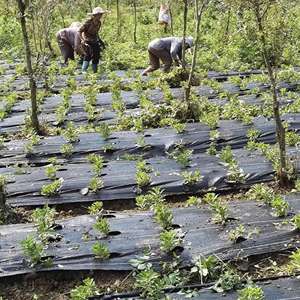 Nông nghiệp nhiệm vụ cao cảnh quan PP PE Weed kiểm soát UV nhựa cắt mặt đất che cỏ dại kiểm soát vải cỏ che đất - Product Image 6