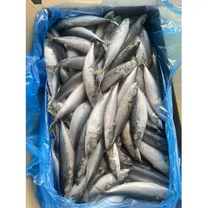 Frozen Seafood Pacific Mackerel Whole Frozen Pacific Mackerel High Quality Competitive Price