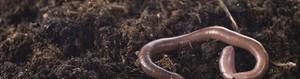 Premium <strong>Worm</strong> <strong>Castings</strong> Vermicompost <strong>Organic</strong> Fertilizer - 100% Natural <strong>Soil</strong> Enhancer / OEM &amp; ODM Services Available - Product Image 2