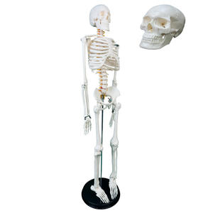 Nouveau modèle anatomique de squelette humain pour la science médicale, 85 cm, type C, avec nerfs et vaisseaux sanguins, en PVC, pour les hôpitaux - Product Image 4