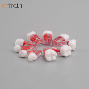แบบจำลอง<span class=keywords><strong>ฟัน</strong></span>รากกด - Product Image 2