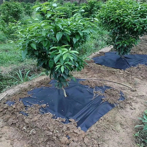 Para Usted: Manta Ecológica Extruida y Película de Desherbación NONG FCB-01 para Huertos Agrícolas, Degradable en 1-2 Años, Hecho en China - Product Image 6