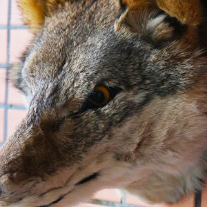 2025 cabeza <span class=keywords><strong>de</strong></span> Lobo realista montaje en pared hecho a mano tamaño Real decoración <span class=keywords><strong>de</strong></span> animales feroces trofeo <span class=keywords><strong>de</strong></span> Vida Silvestre <span class=keywords><strong>de</strong></span> piel Artificial para jubilación <span class=keywords><strong>de</strong></span> Diwali - Product Image 6