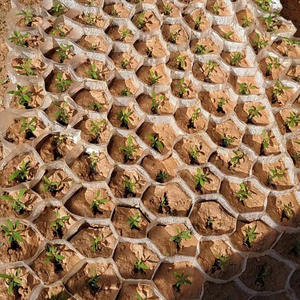 Pots de culture biodégradables <span class=keywords><strong>en</strong></span> nid d'abeille, coupelles de plantation <span class=keywords><strong>en</strong></span> plastique, plateaux de semis, sacs de pépinière pour légumes et fleurs - Product Image 4