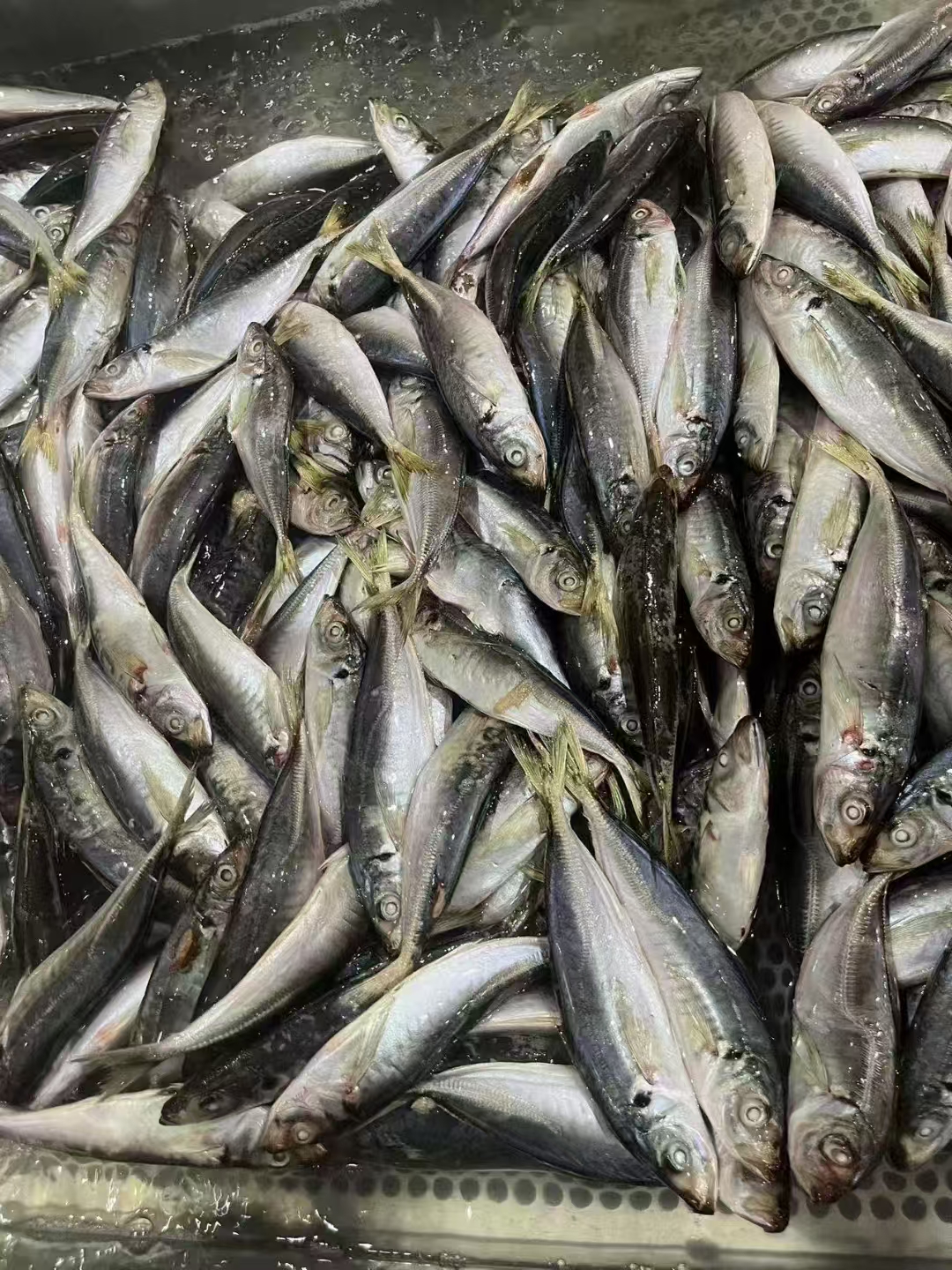 Calidad Premium de comida congelada caballa de caballo alimentos ...