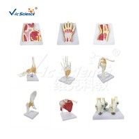 Science médicale squelette humain colonne vertébrale modèle anatomique Mini vertèbres lombaires avec sacrum et coccyx et hernie discale Mo