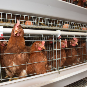 Bền Một Khung Pin Hai Lớp Gà Lồng Tự Động Gia Cầm Lồng Hệ Thống Cho Gia Cầm Nuôi Thiết Bị - Product Image 4