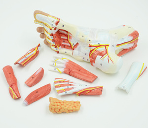 Kaki Model Anatomi Anatomi Regional Kaki dengan Neurovaskular Ligamen Anatomi Sendi Pergelangan Kaki Otot Pembuluh Darah Ligamen - Product Image 3