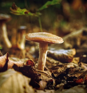 Ingrédient actif naturel apaisant et anti-inflammatoire pour les formulations de soins de la peau sensible pH 5.0-7.0 Dosage 1%-10% Anti-âge - Product Image 1