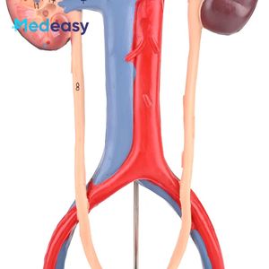 Modelo de Sistema Urinario estereoscópico 3D humano con modelo de anatomía de riñón de vena arterial - Product Image 5