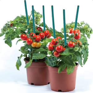 Piquets/épisses <span class=keywords><strong>en</strong></span> <span class=keywords><strong>bambou</strong></span> MAO de 30 cm, écologiques, imperméables, pour plantes de jardin, fleurs, pour usage extérieur, directement de l'usine - Product Image 6