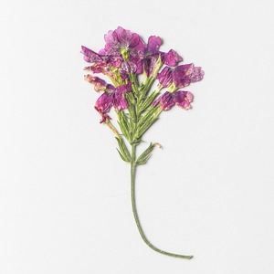<span class=keywords><strong>Verveine</strong></span> Avec Branches Fleurs Séchées Fleurs Pressées Vraies Feuilles Plantes Signets Pétale Maquillage Fleurs Pressées - Product Image 4