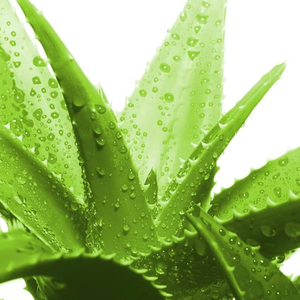 100% ekstrak lidah buaya alami Aloin 10% 20% 40% 90% 10:1 ekstrak daun lidah buaya Harga Aloin - Product Image 5