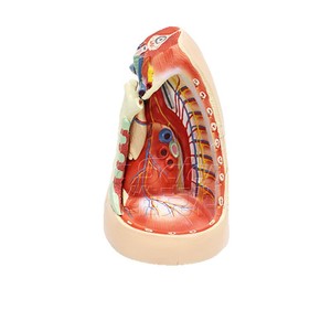 Modèle d'anatomie médastrienne humaine, modèle en 3 parties pour l'enseignement et la démonstration des systèmes cardio-pulmonaires et vasculaires. - Product Image 5