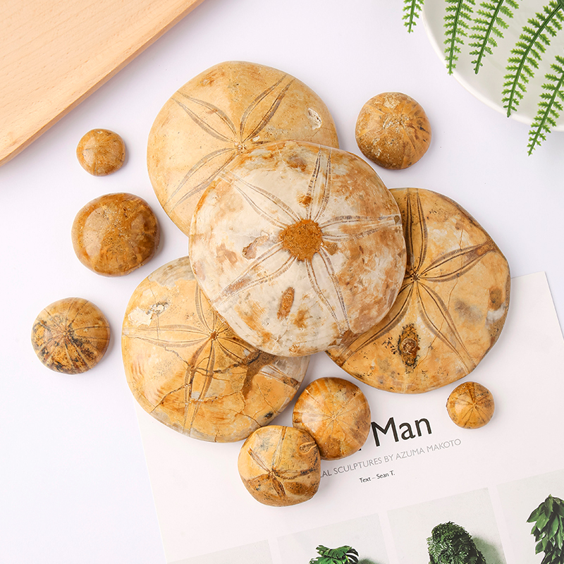 Fossile di Stella Marina