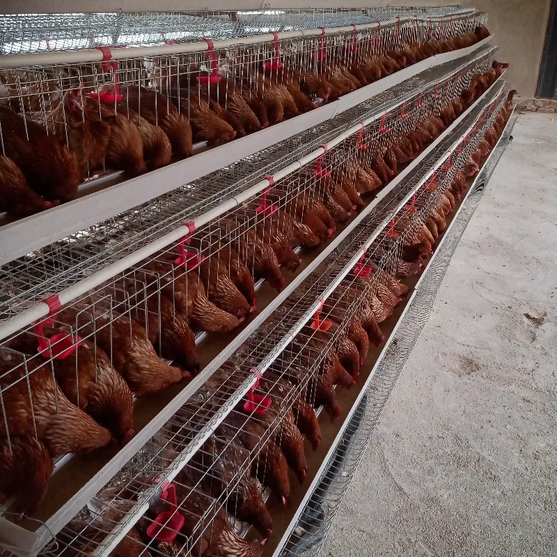 Gabbia per galline ovaiole zincata di tipo A all'ingrosso per allevamento di pollame ampiamente utilizzata in Africa