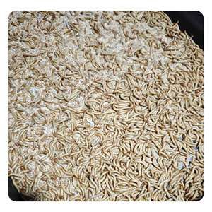 תולעי דג זהב תולעי בשר מיובש מזון עבור Koi המלך באטה קישוטי שרימפס עבור חזיר בקר סוס כלב ארוז קרטון ארוז - Product Image 1