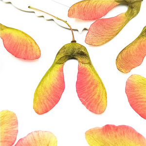 Vermi <span class=keywords><strong>di</strong></span> Acero Essiccati Naturali Pressati per Arte in Resina, Scrapbooking e Nail Art - Product Image 6