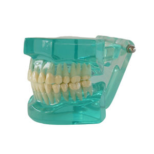 Modèle d'étude dentaire transparent en résine, modèle pédagogique de dents sans support, pour l'entraînement et la présentation orale - Product Image 3