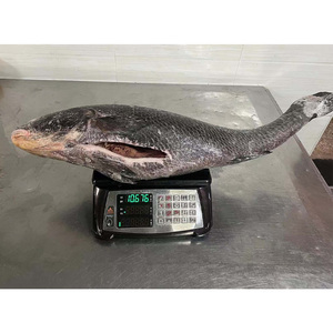 Frozen Fish Brown <strong>Croaker</strong> Fish Frozen Brown <strong>Croaker</strong> Gutted 3-5kg and 5kg up for Market - Product Image 1