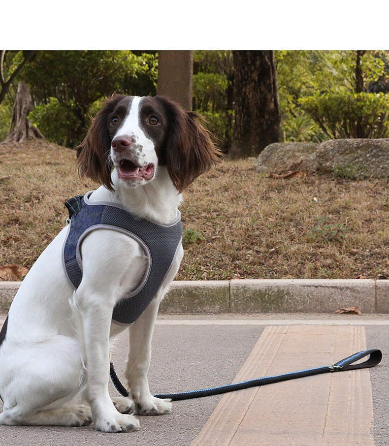 Fashionable Luxury Nice Quality Pet Vast Harness Fastness Walking Leashes For Small Pet Dog