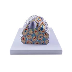 चिकित्सा शिक्षा के लिए Pvc मानव चिकनी मांसपेशी ऊतक फाइबर मॉडल शारीरिक अध्ययन - Product Image 5