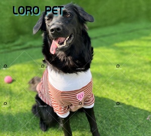 Diseñador de lujo XS y suéter de perro de lana pequeño estampado personalizado patrón sólido Valen para Otoño y verano hecho de algodón - Product Image 4