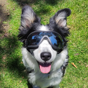 แว่นกันแดดสำหรับสุนัขพร้อมโลโก้แบบกำหนดเอง ป้องกันรังสียูวี ลม ฝุ่น และหมอก พร้อมสายรัดปรับได้ - Product Image 5