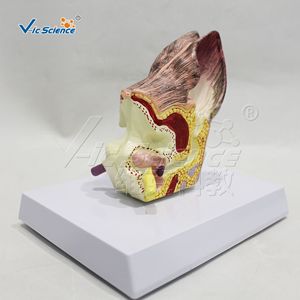 Modèle d'anatomie de l'oreille de chien ; spécimen de démonstration pour l'enseignement vétérinaire ; outil pédagogique pour les cours universitaires. - Product Image 2