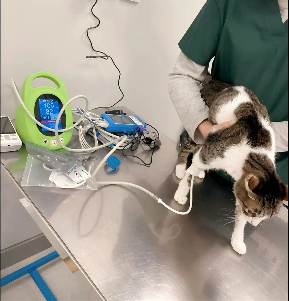 Veterinary Electronic Blood Pressure Monitor ZY-VE1 - Chizhou Zunyou Import and Export Trade Co., Lt