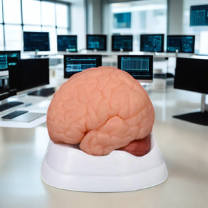 डार्हर्मी नई चिकित्सा विज्ञान पीसी मस्तिष्क प्राकृतिक मॉडल 9-भाग एनाटॉमी चित्रण - Product Image 3