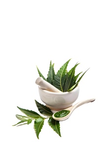 Poudre d'extrait de <span class=keywords><strong>Neem</strong></span> de qualité alimentaire, haute pureté, grande quantité, extrait d'Azadirachta indica, entièrement soluble dans l'eau - Product Image 1