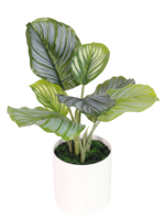 Bonsai buatan tangan 38cmH kecil Calathea Orbifolia dengan tanah liat/Pot plastik untuk dekorasi dalam ruangan