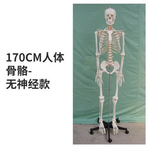 Modèle de squelette d'anatomie humaine médicale en PVC précis de 170cm en forme de T grandeur nature avec origine musculaire du système nerveux et points d'insertion - Product Image 3