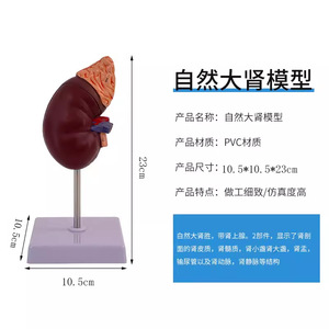 Modèle de rein humain naturel de grande taille, modèle d'anatomie du rein et de la glande surrénales, rein simulé, modèle d'organe interne pour l'enseignement. - Product Image 5