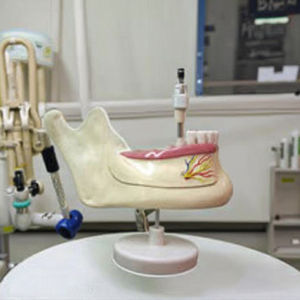 Modèle éducatif d'anatomie dentaire <span class=keywords><strong>mandibulaire</strong></span> Modèle de dents caduques et permanentes - Product Image 3