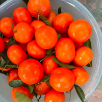 Mandarines fraîches 10 kg, couleur orange jaune, durée de conservation 1 an, provenance Jiangxi Chine