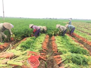 fresh carrot from vietnam - Product Image 3