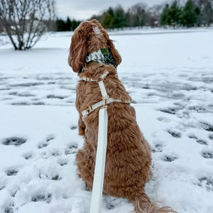 Set di <span class=keywords><strong>Pettorina</strong></span> ad <span class=keywords><strong>H</strong></span> e Guinzaglio per Cani in PVC Impermeabile e Regolabile con Logo Personalizzato del Produttore e Fibbia Trasparente - Product Image 2