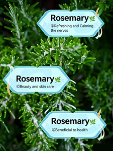 Thé aux herbes au <span class=keywords><strong>romarin</strong></span> personnalisé OEM, 2 grammes * 30 sachets - Product Image 3