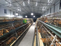 Cage à poules de type A galvanisée à chaud, 3 niveaux, haute résistance à la corrosion, prix direct usine, nouveauté, poulailler