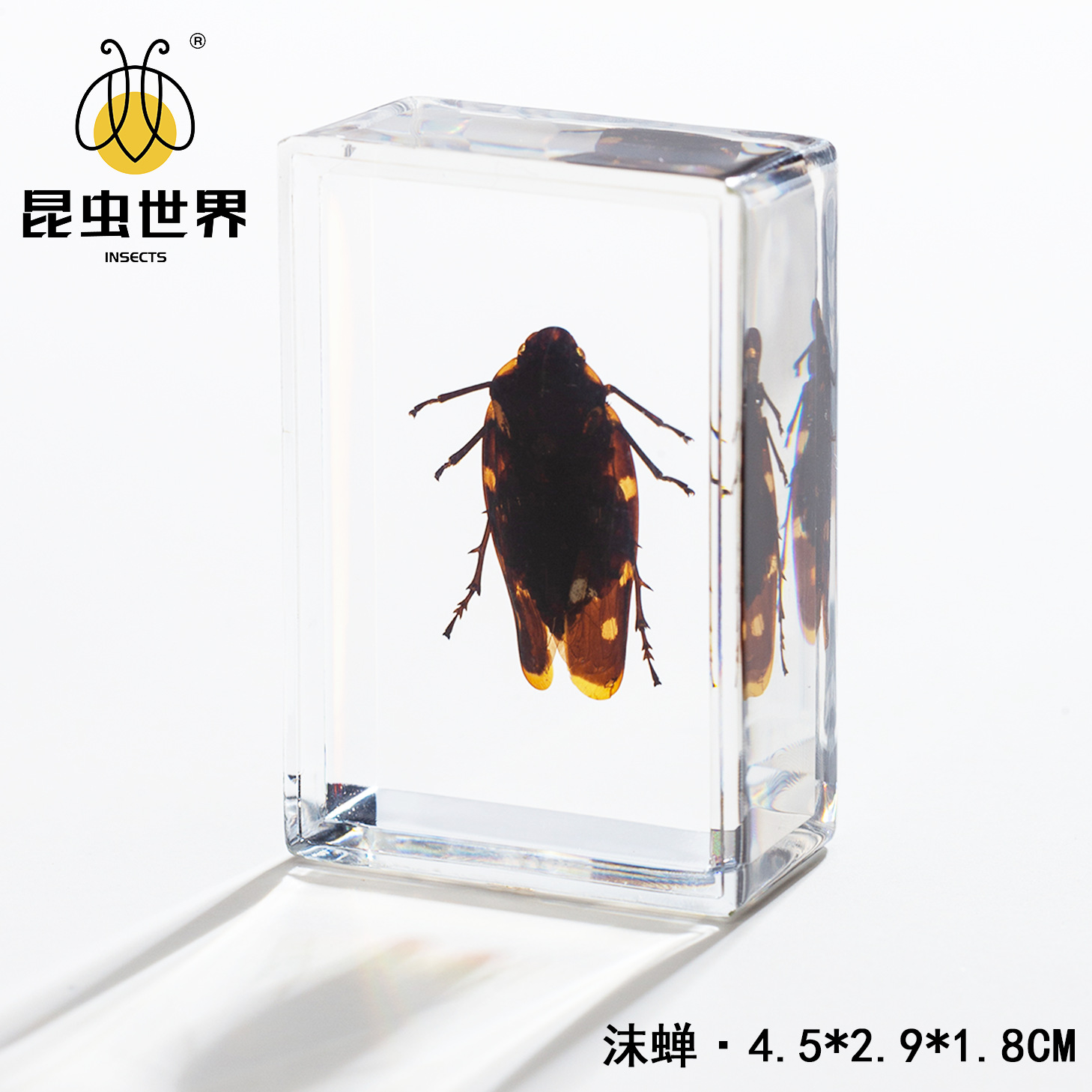 Spittlebug-452918cm