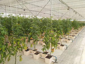 Kits completos <span class=keywords><strong>de</strong></span> jardinería hidropónica grande agrícola 40L sistemas hidropónicos <span class=keywords><strong>de</strong></span> cubo holandés para Chile - Product Image 5