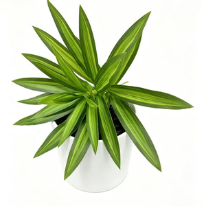 Decoración DIY, Vegetación Artificial, Bambú, Dracaena, Planta de Plástico, Decoraciones para Bodas, Navidad, Pascua, Graduación - Product Image 5